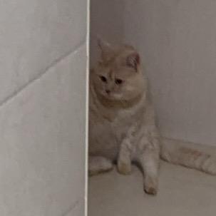 果粒橙和芝麻糊不是胖猪