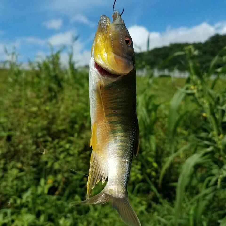 马口玩家（微物路亚）