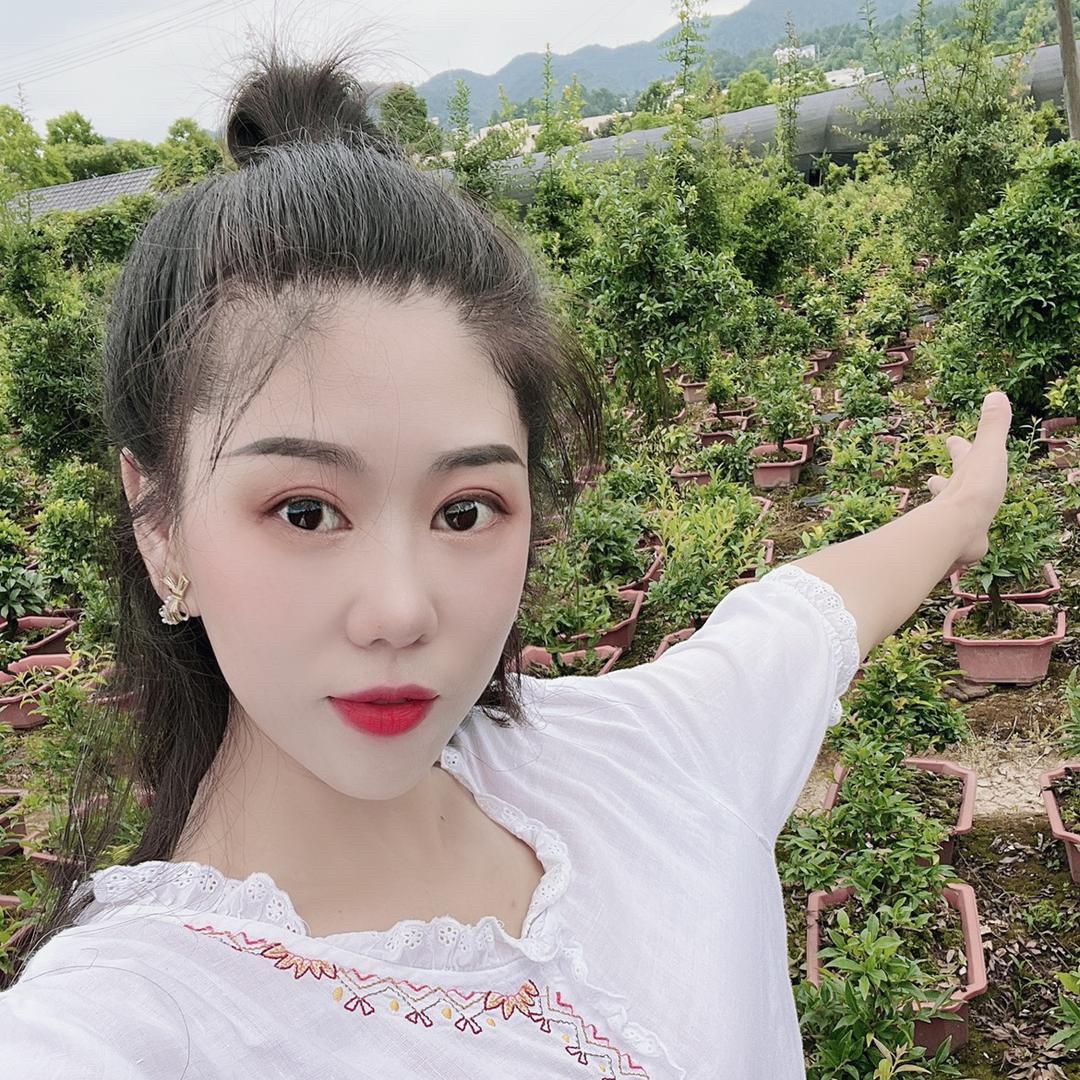 小琳金弹子盆景
