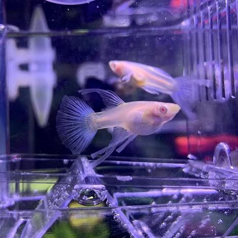 程序猿养鱼记