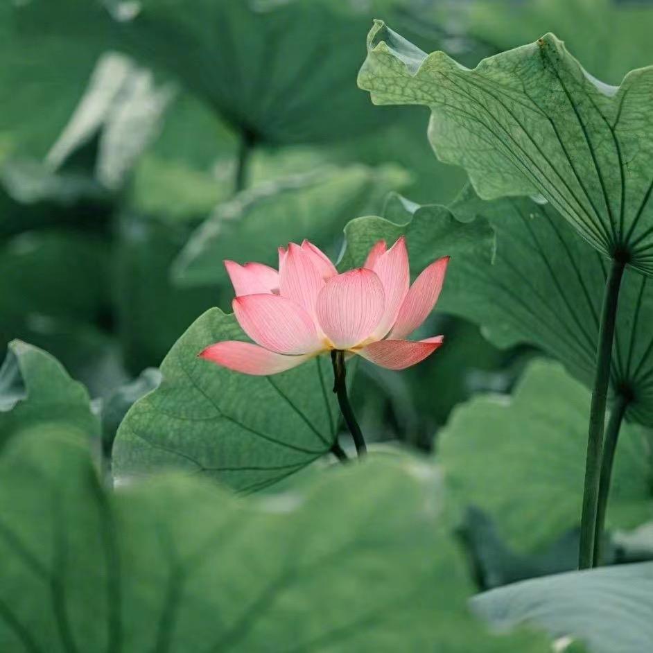 娜姐烧火柴