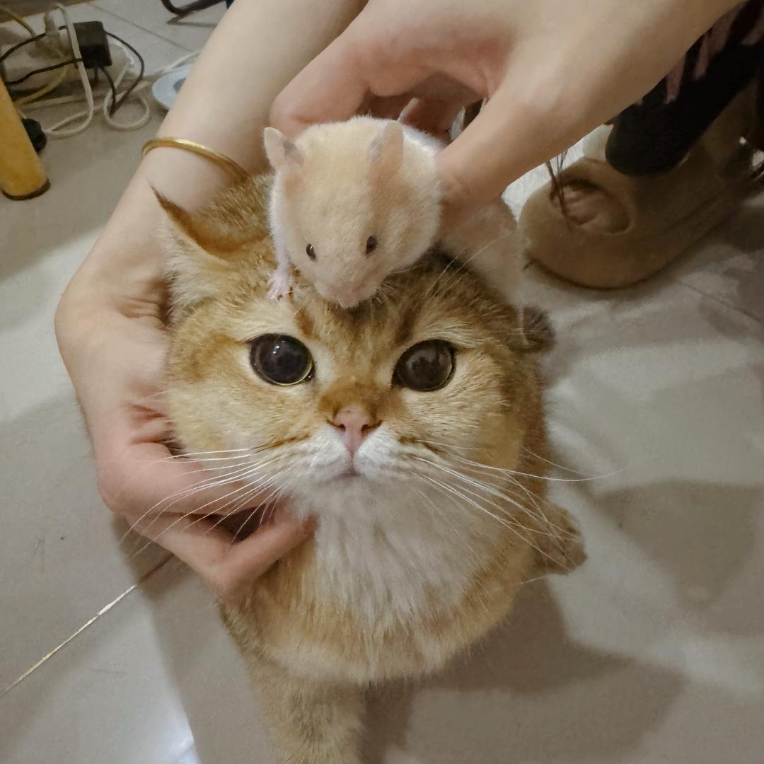 天猫天美天妞