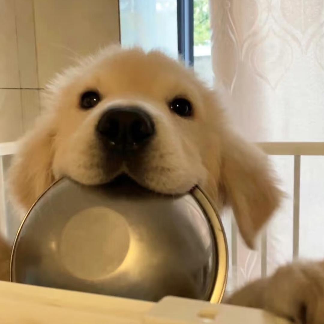 lucky dog