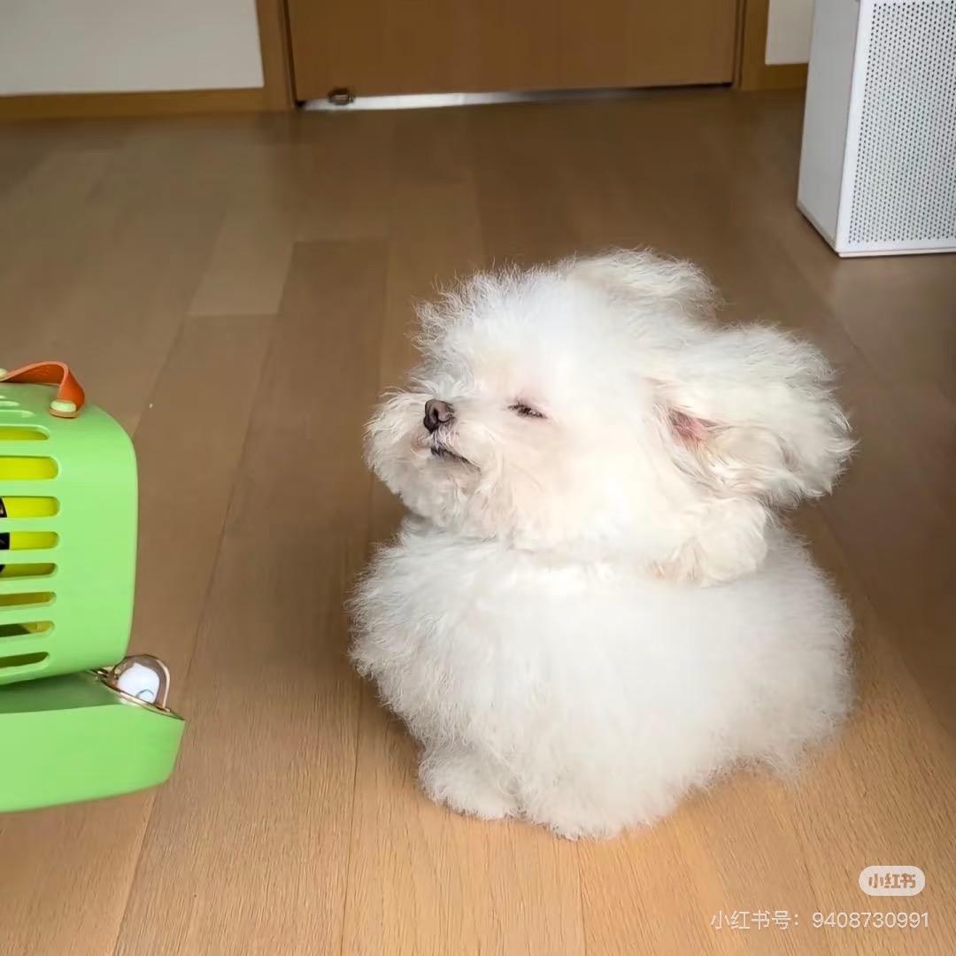 周周不吃鱼🐟