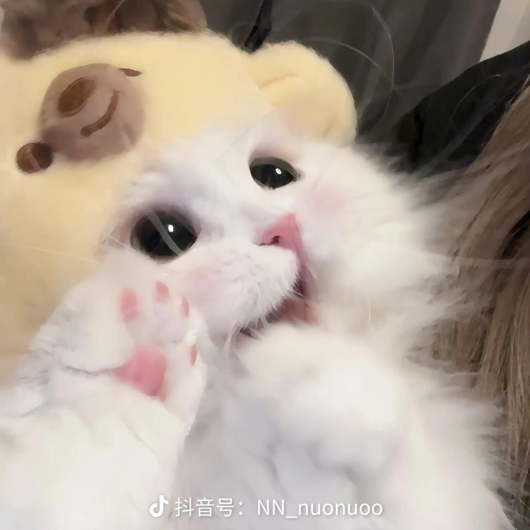 Yoyo🐱大王（一轮游版）