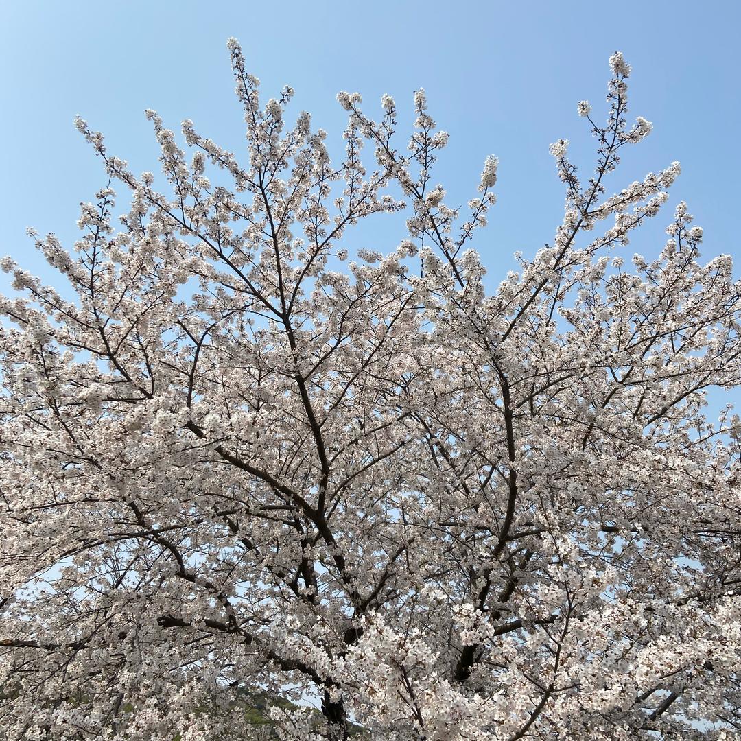 花花