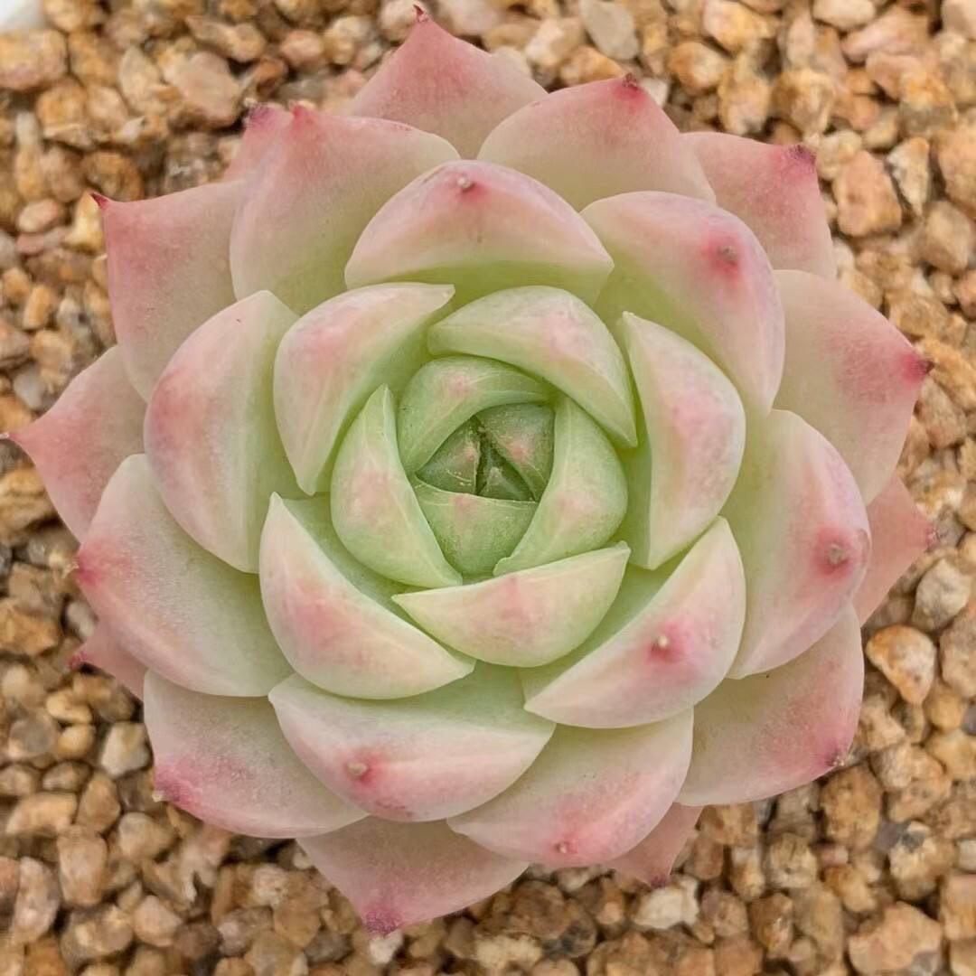花语蝶恋绿植