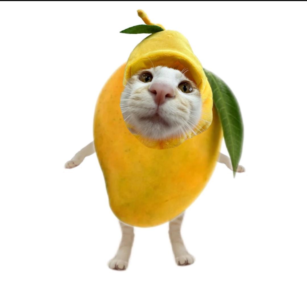 芒果不忙