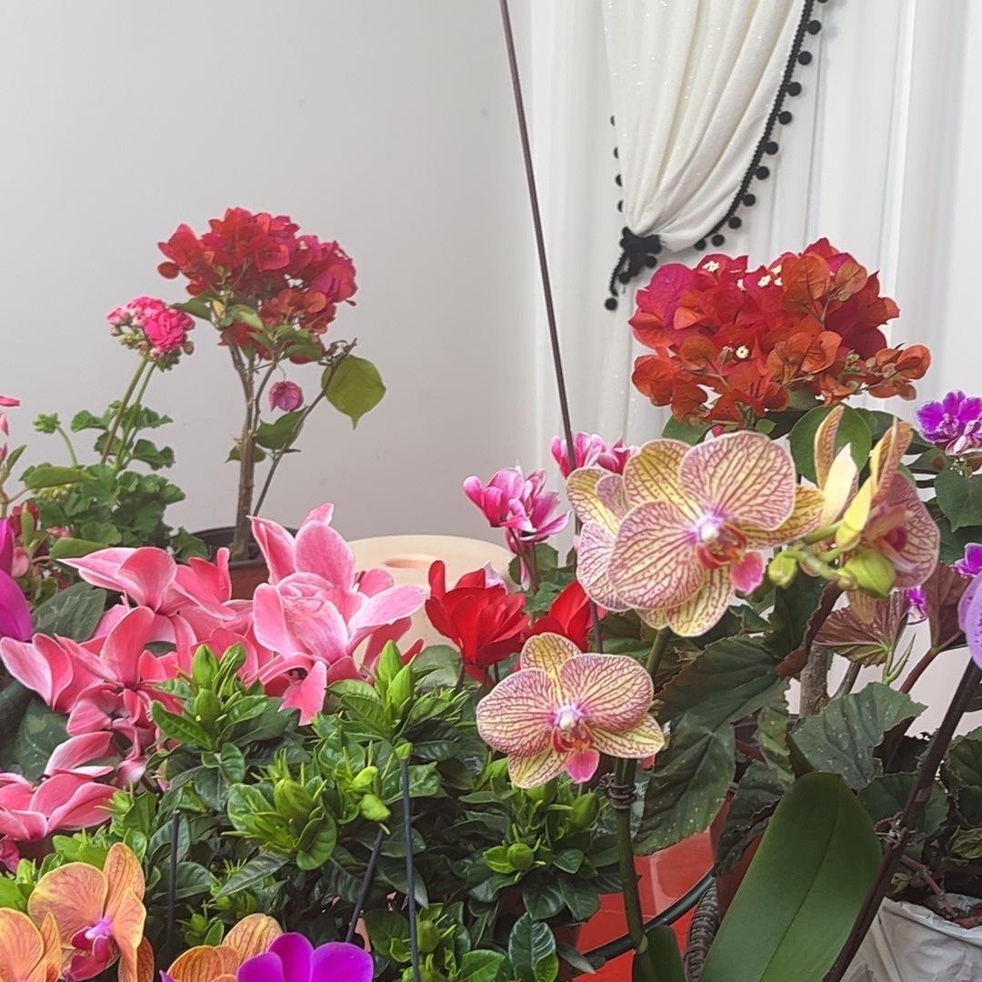 Guzal花卉绿植GulBazar