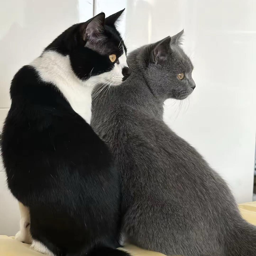 新鲜猫屎熬米汤