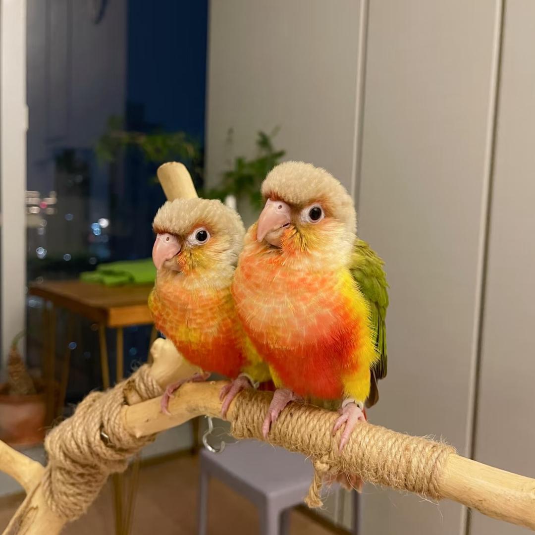 小宇鹦鹉