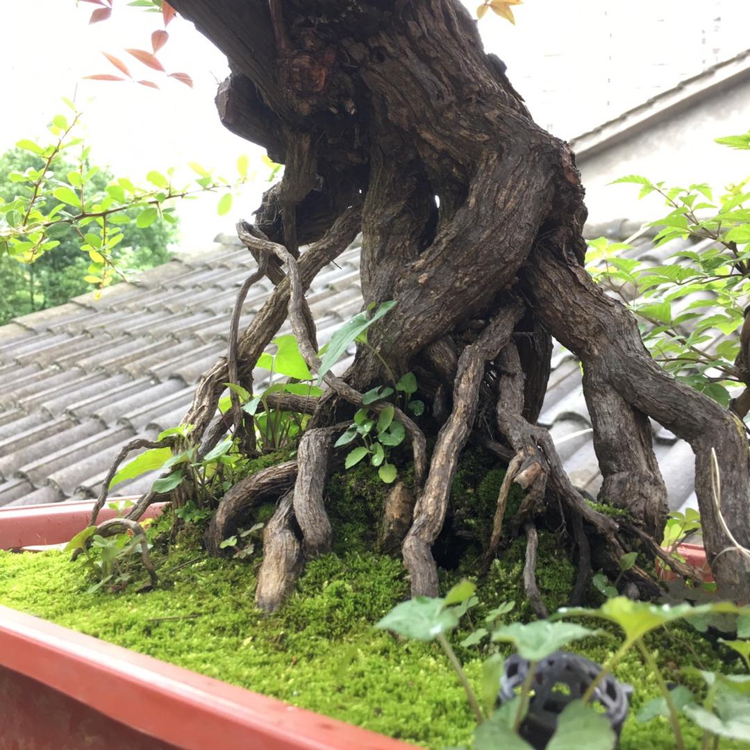农户瓜娃子