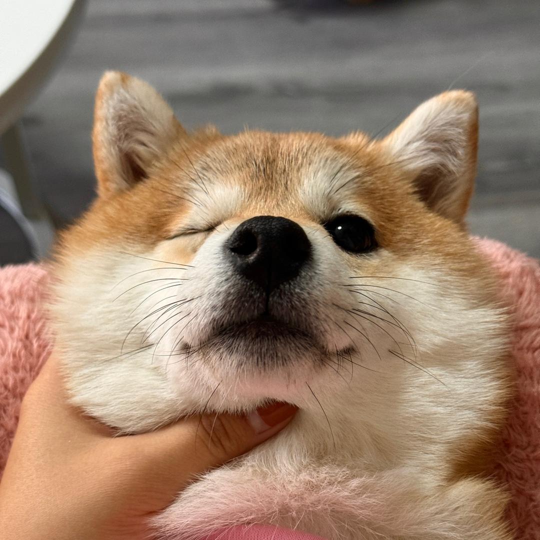 咕噜家的汪