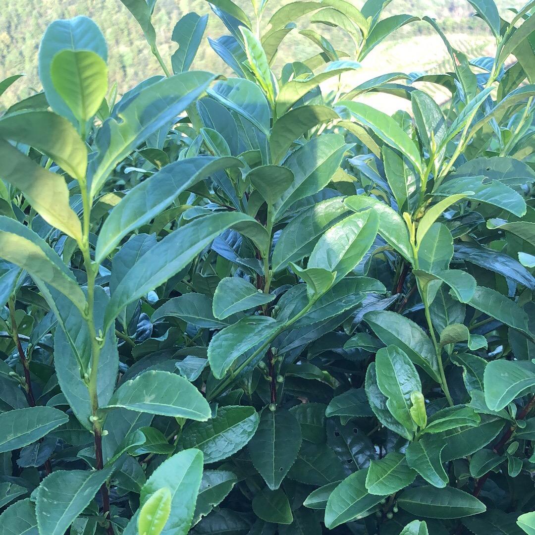 江老头子安吉白茶. 奶白茶. 安吉红茶