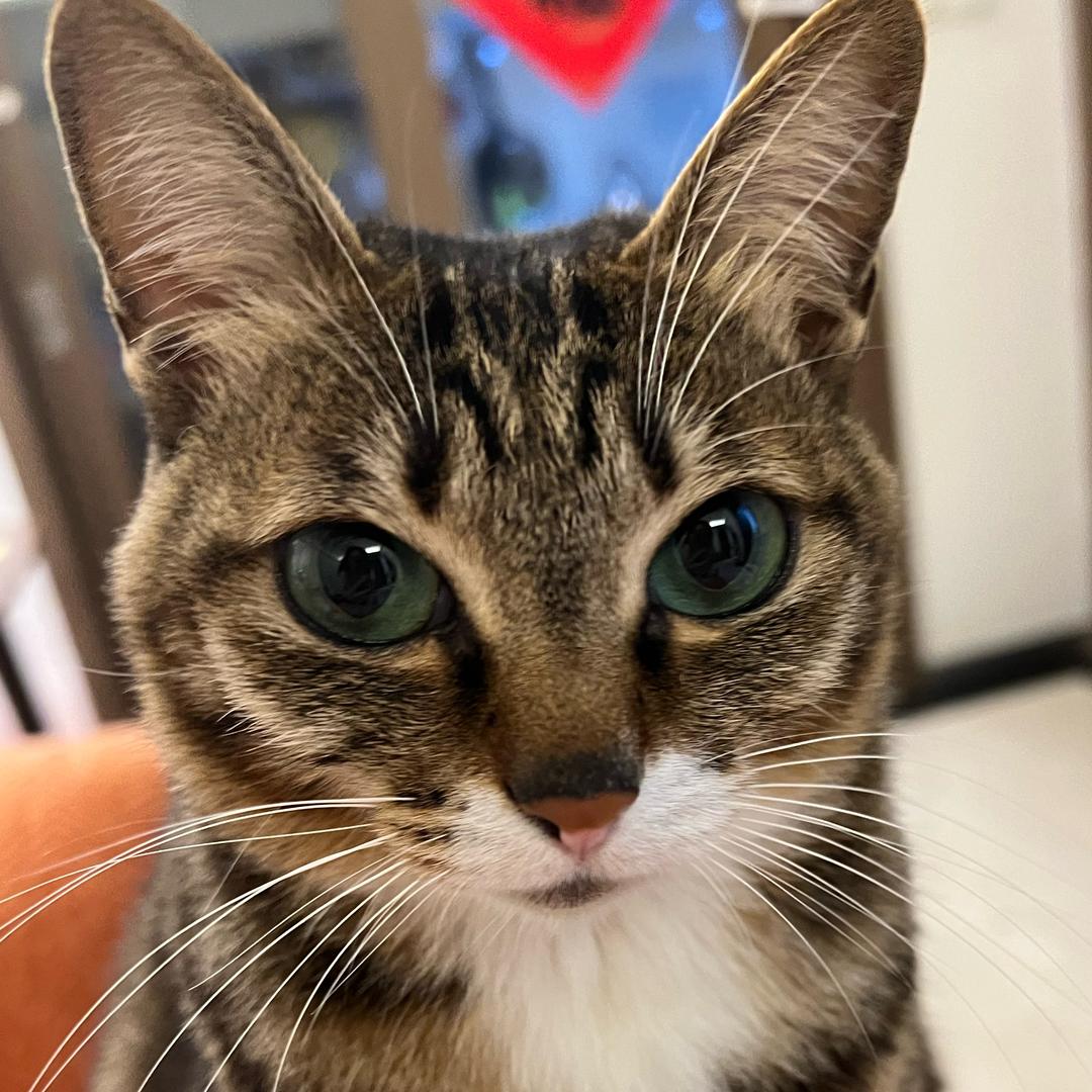 美女猫叫小小样儿