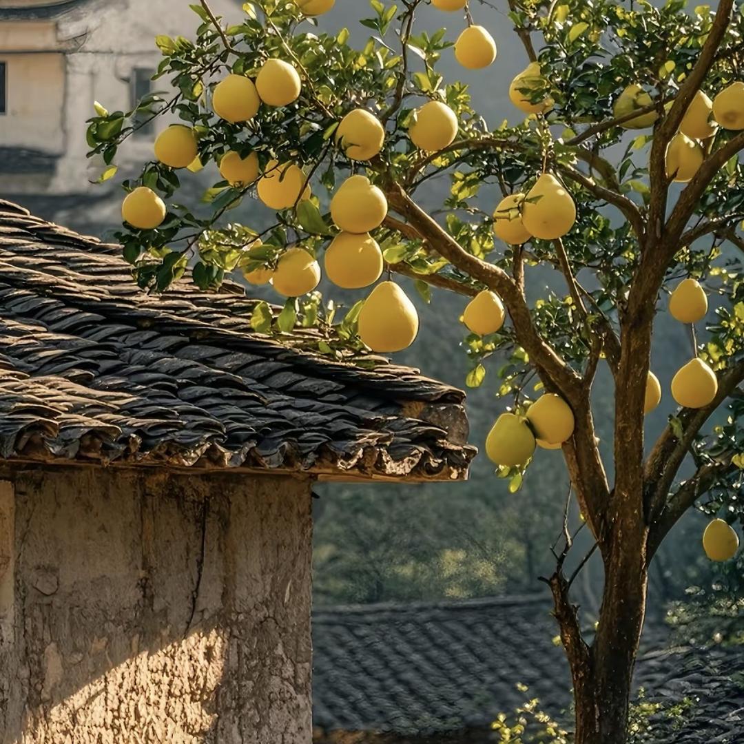 Nimbus 鲜果