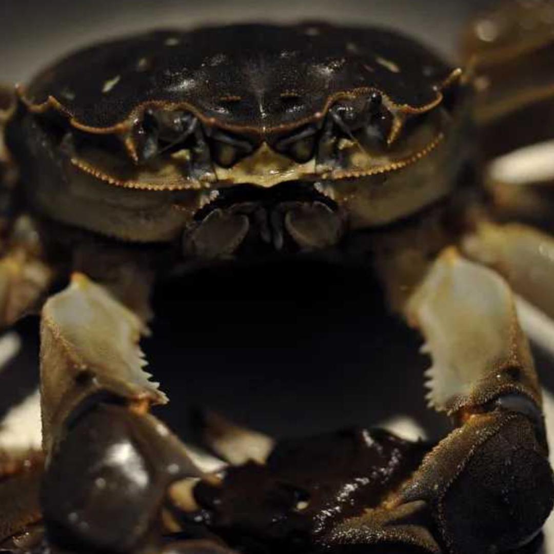 苏北大闸🦀