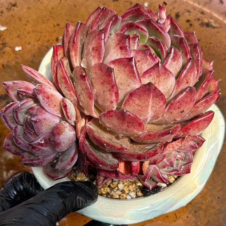 一森一拾多肉种植基地
