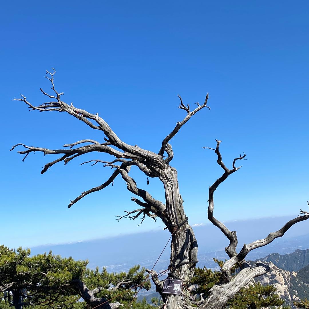沐木