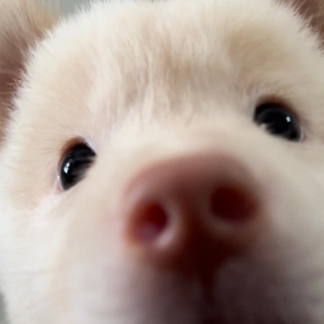 小🐻