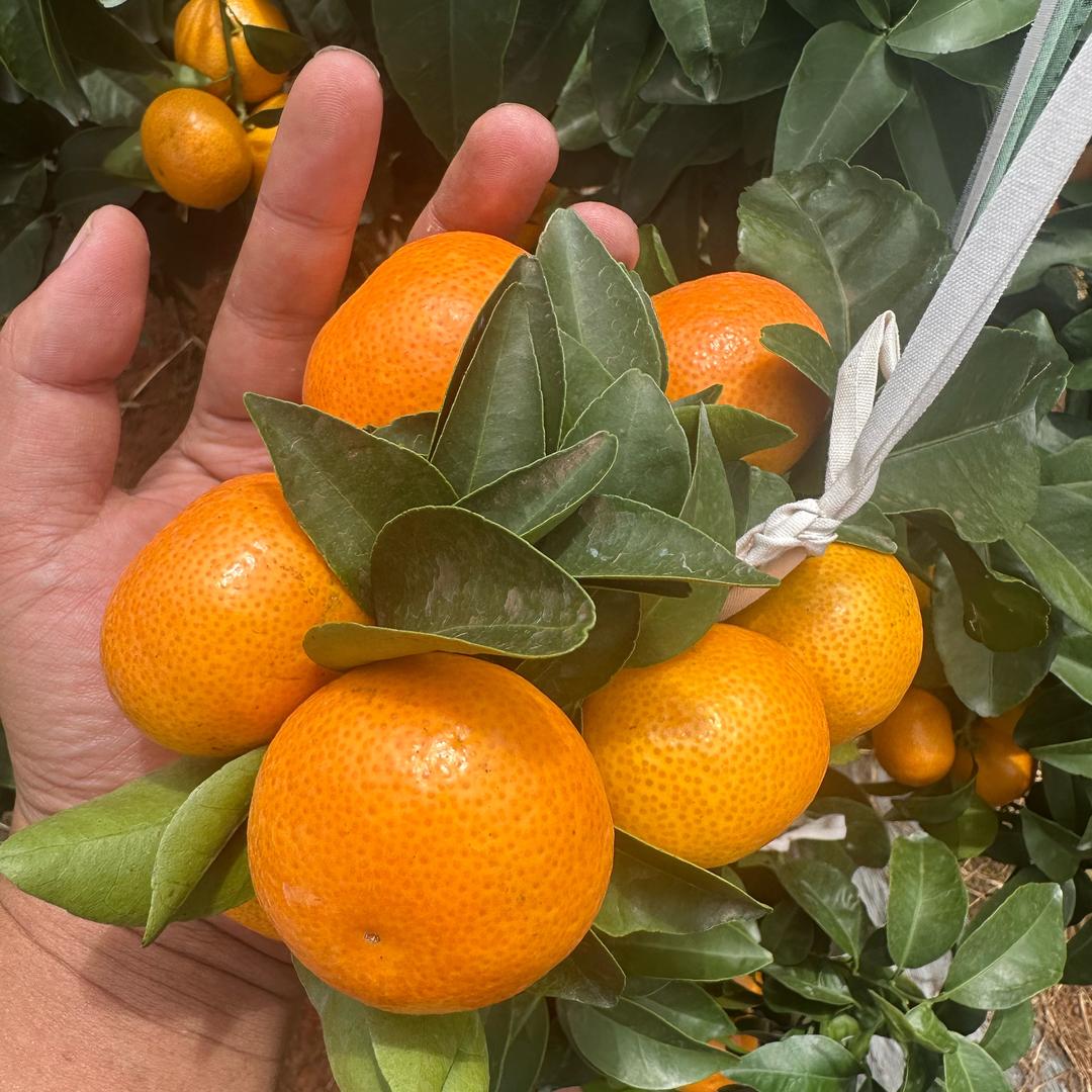 小桔子🍊
