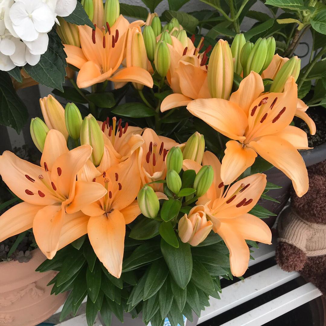 乔乔花屋