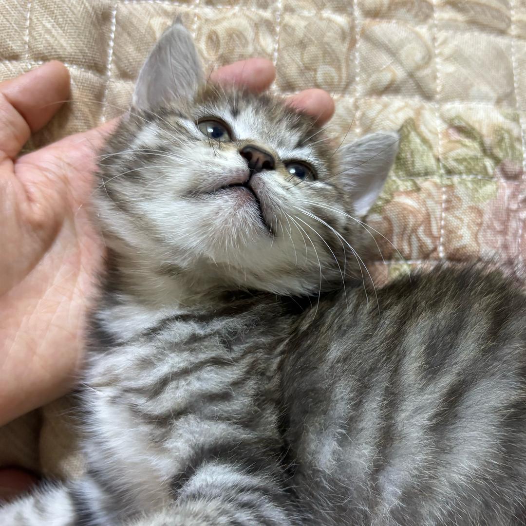 🐱🐱