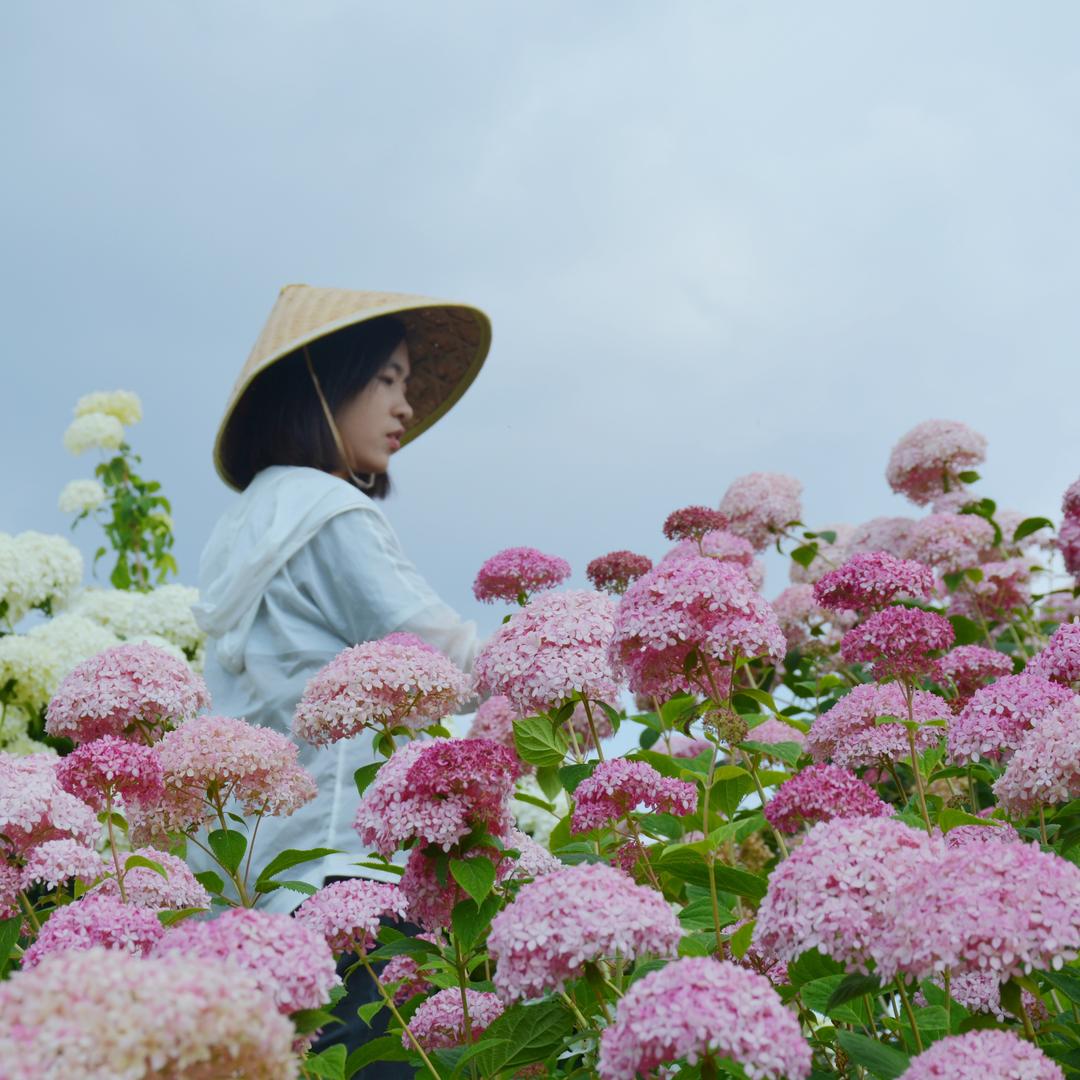 合生花境园艺旗舰店