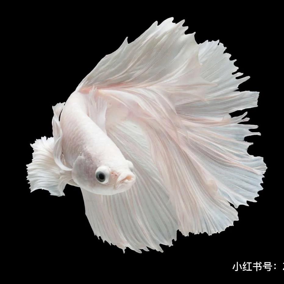 一只渔臻选水族
