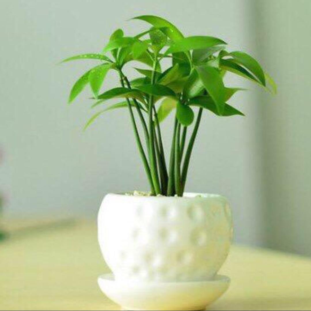 恋香花卉