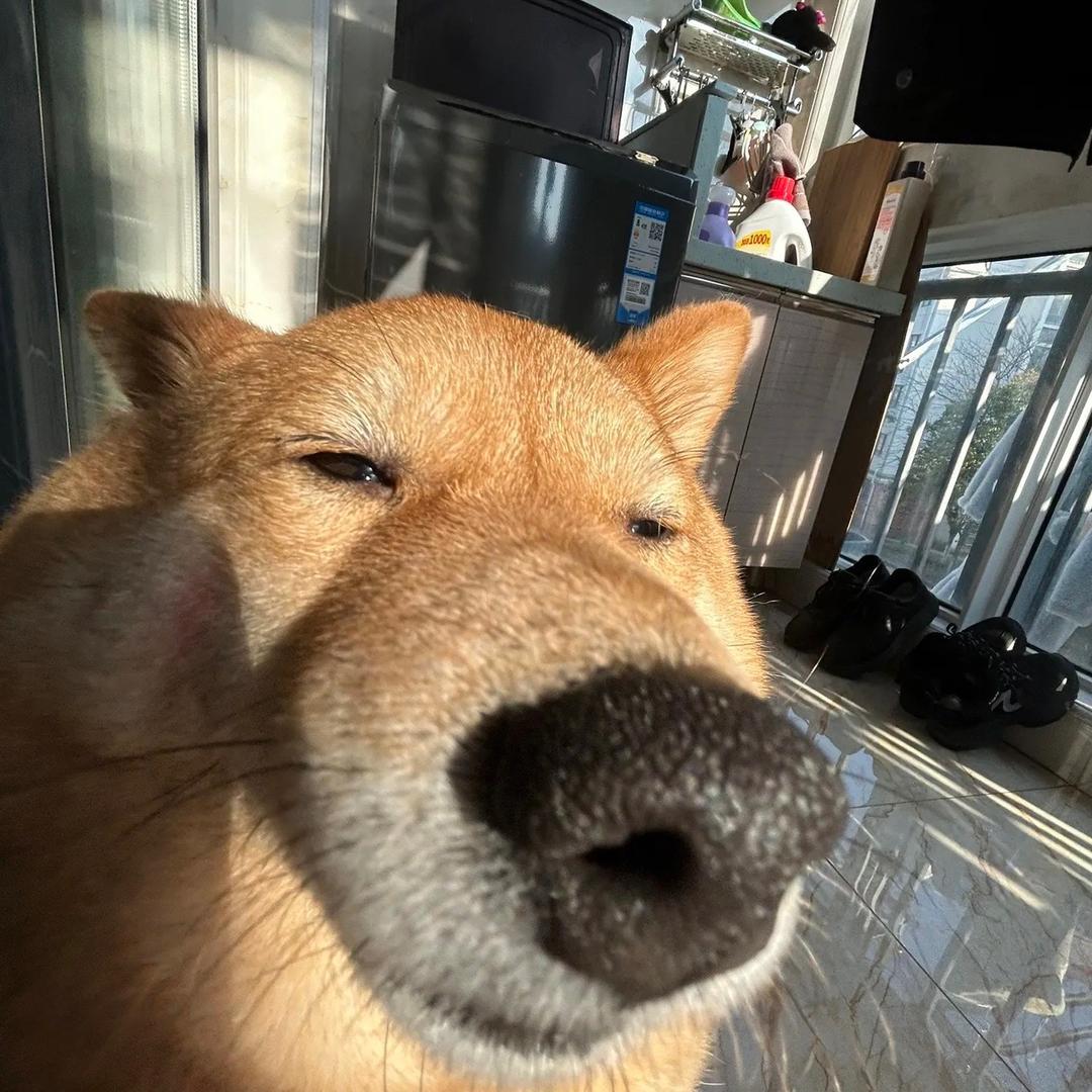 篮鲫今晚吃鱼拉大球