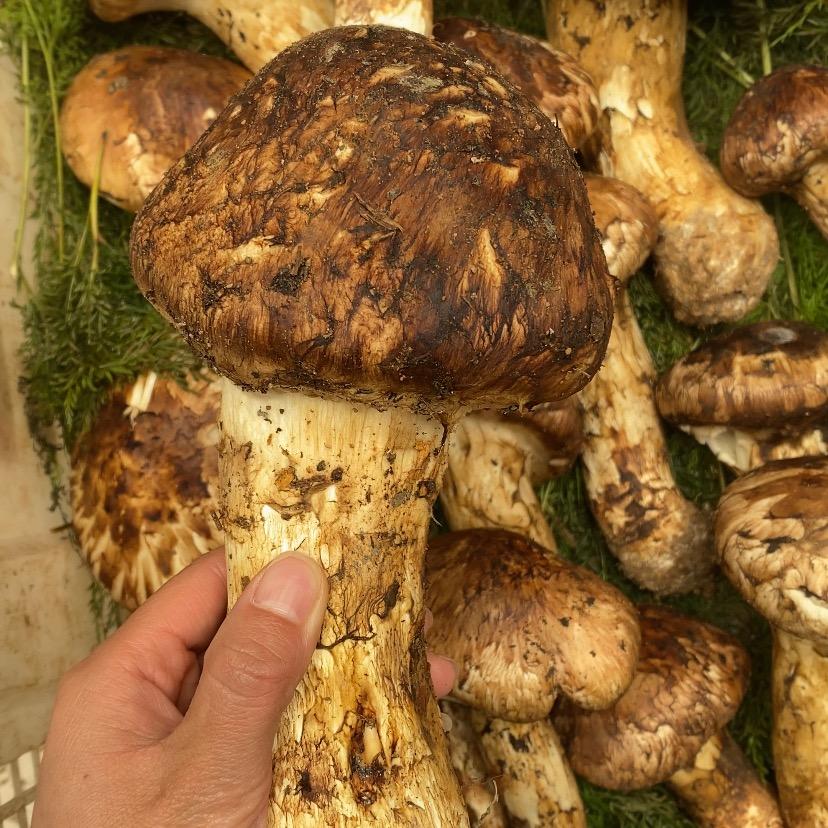 果蔬资源