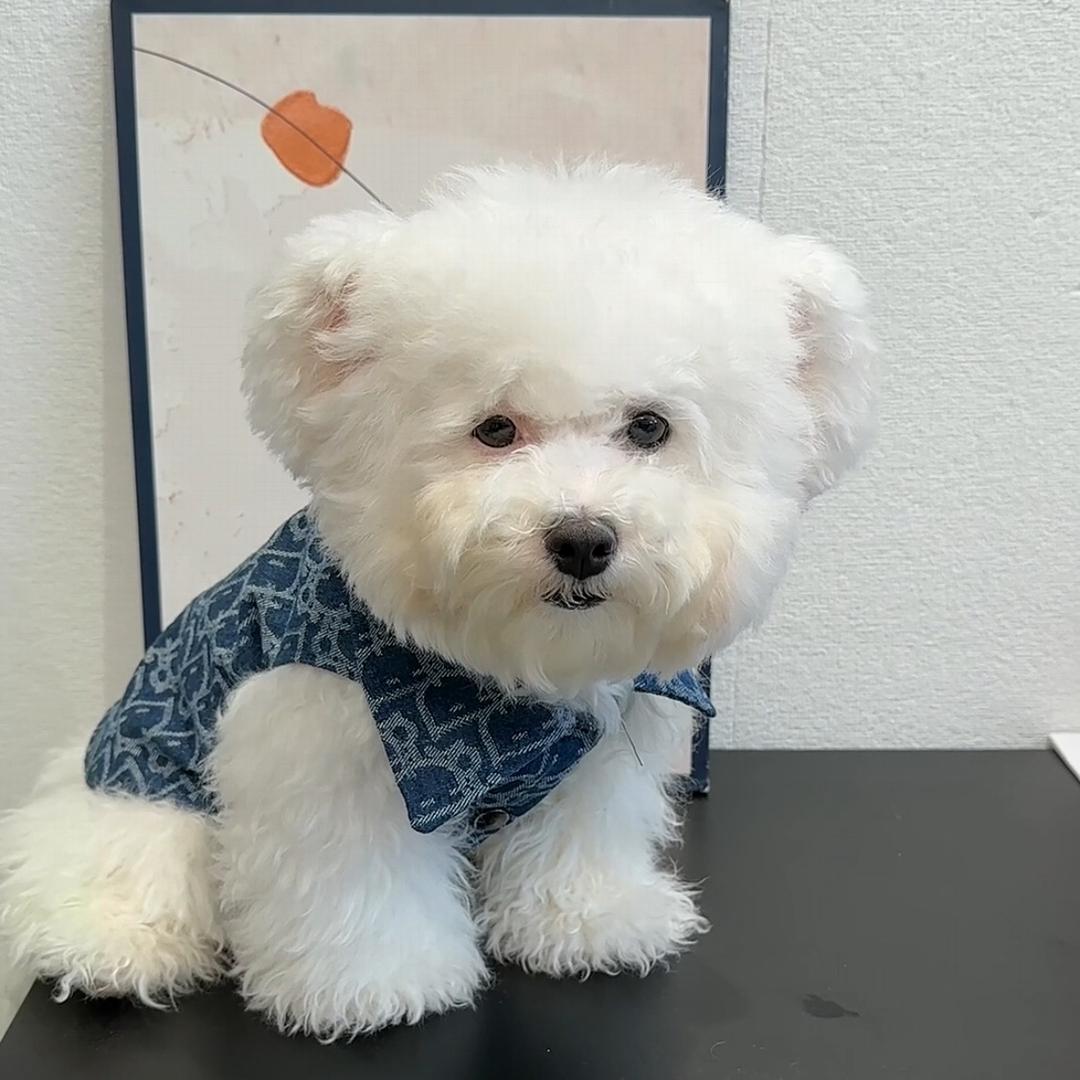 小比熊臭臭