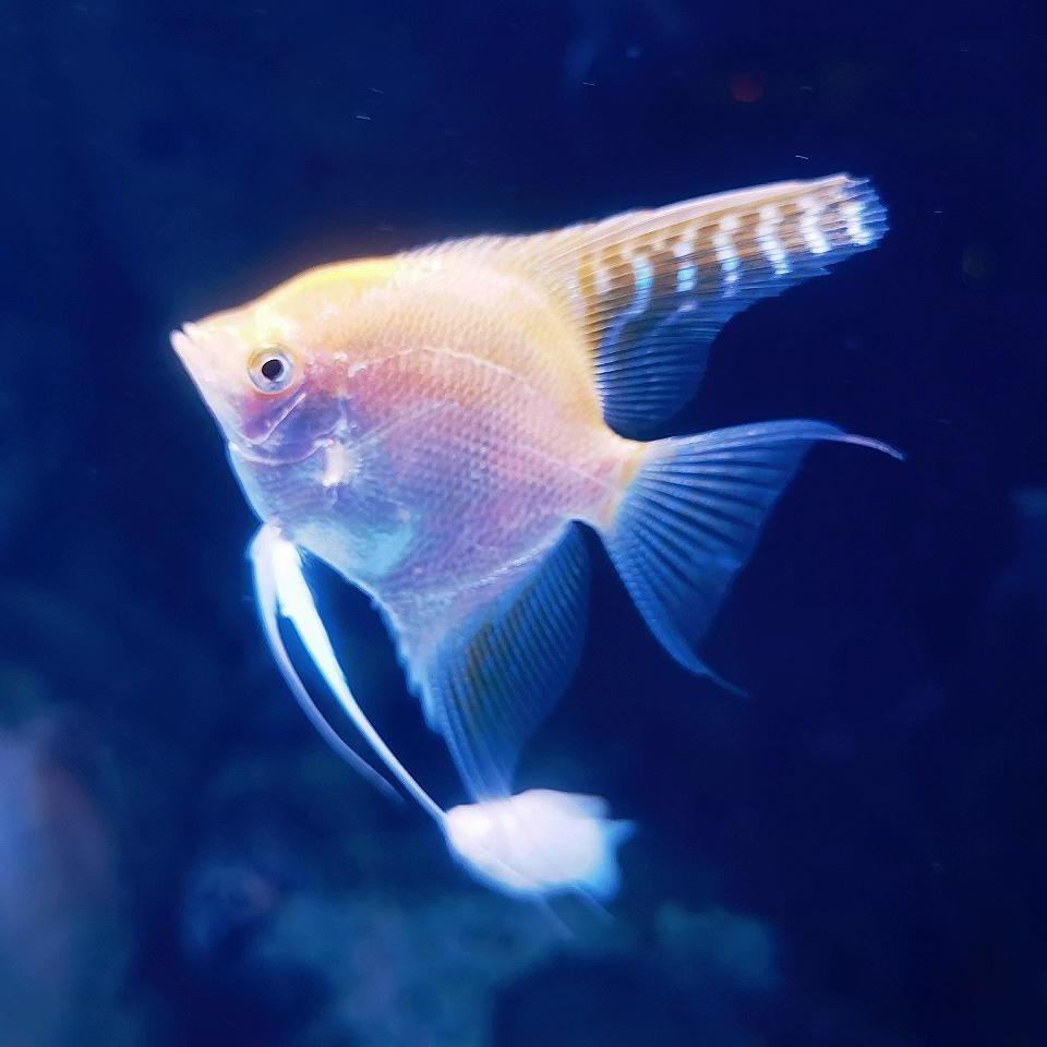 差点🎵探花
