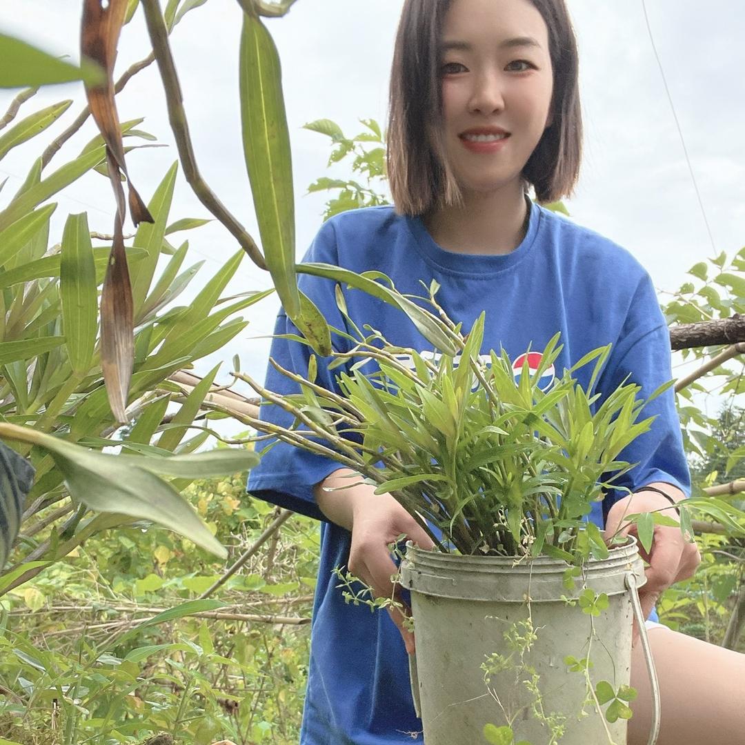 梦蝶石斛种植