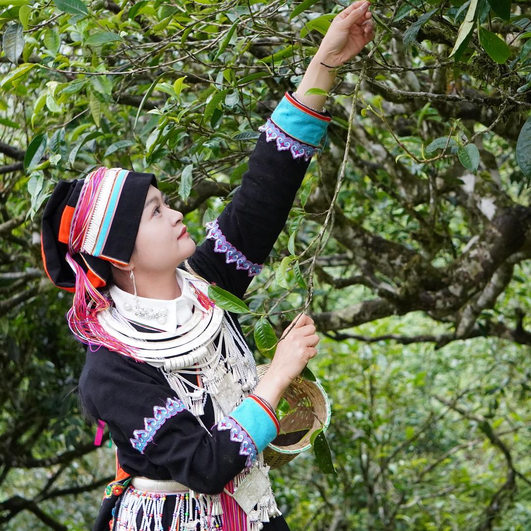 麻栗坡县古树茶
