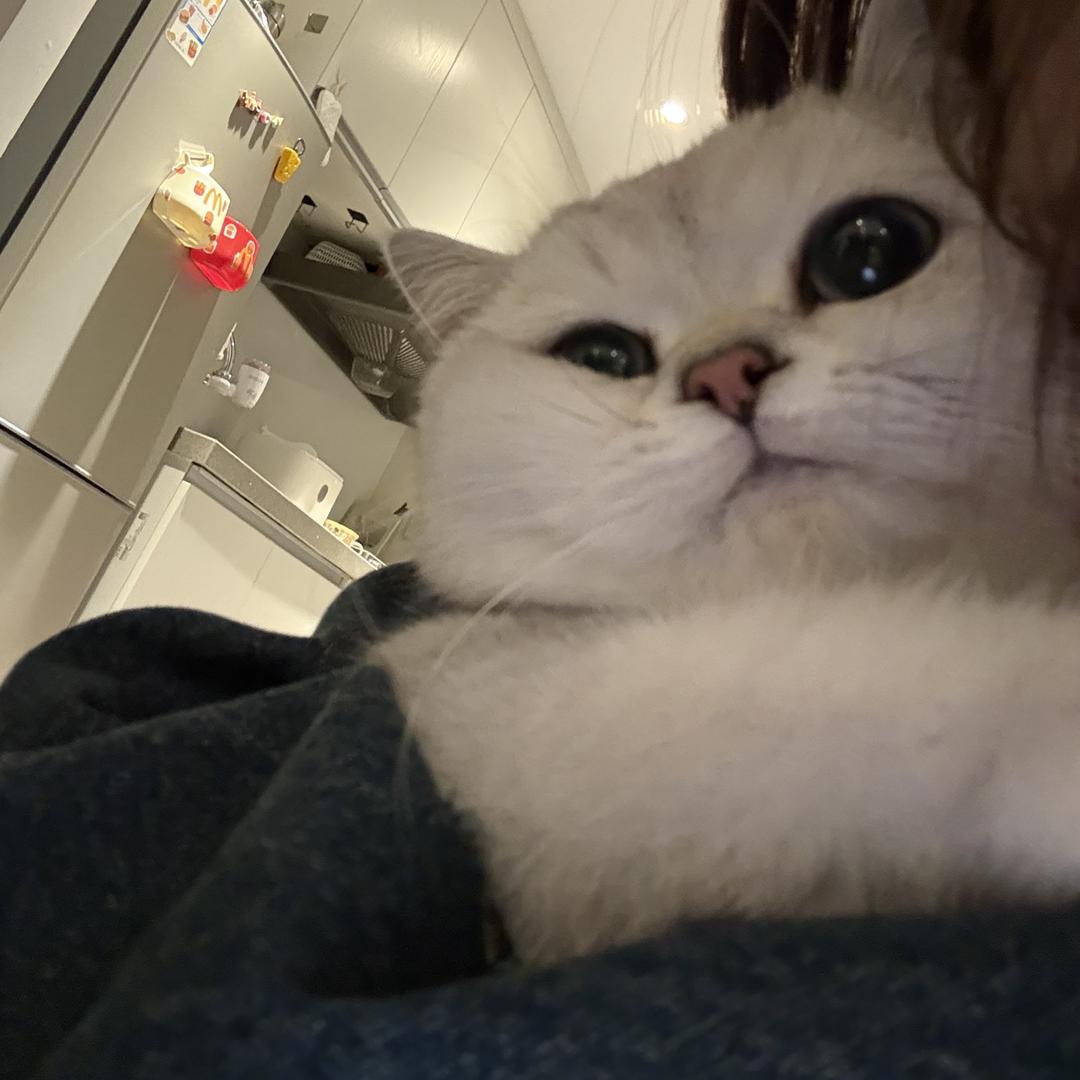 笨蛋