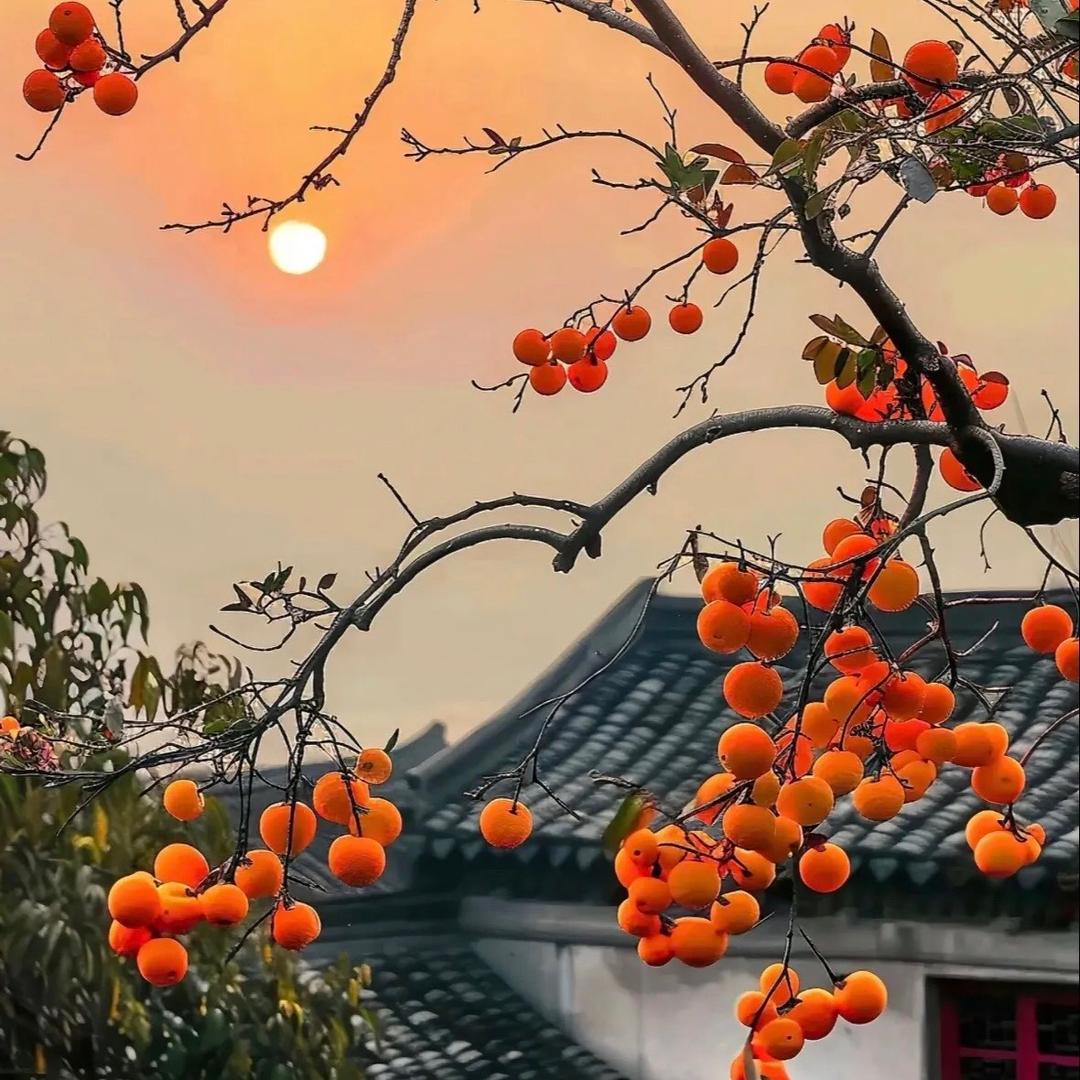 起舞弄清影🌹