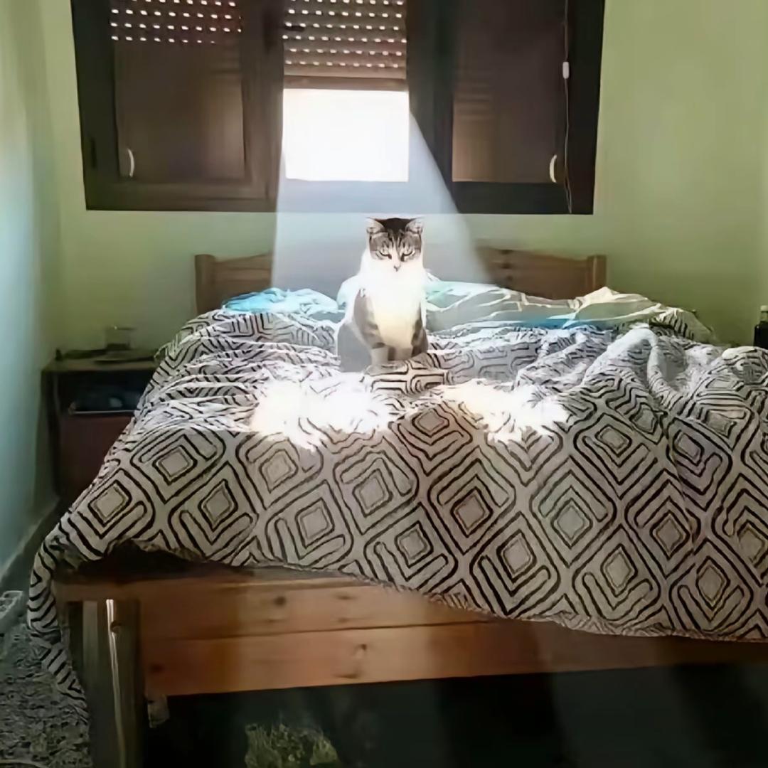 蛋蛋肚