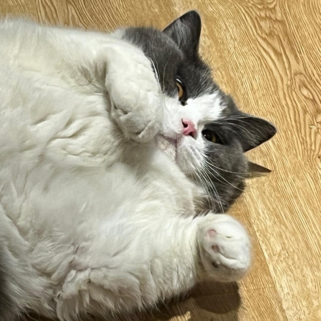 阳阳小猪猫🐷🐱