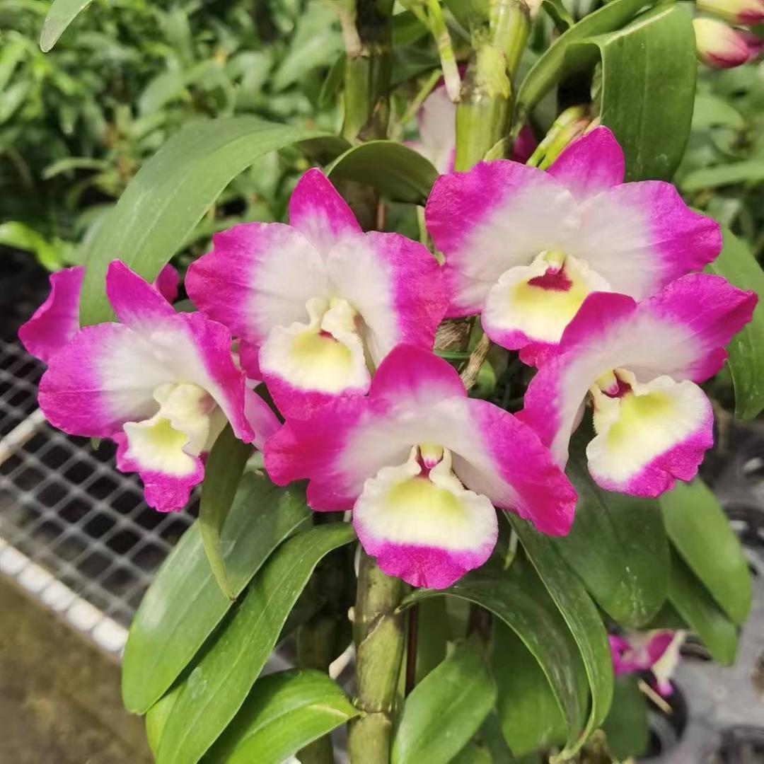 江南花卉园艺