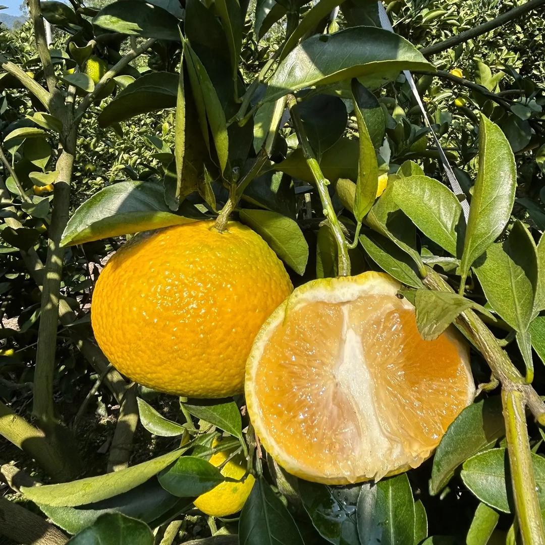 会昌桔柚🍊