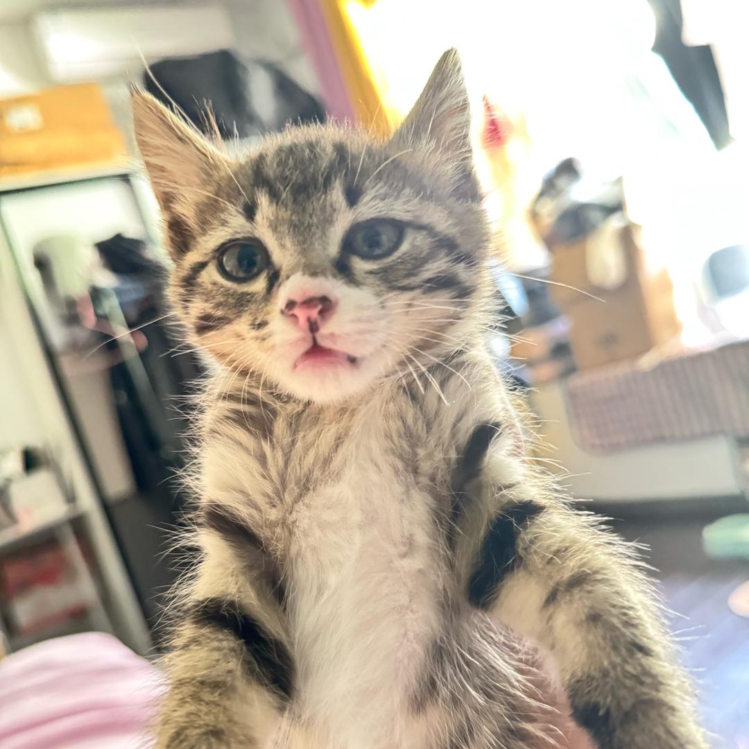 贪吃喵一枚🐈