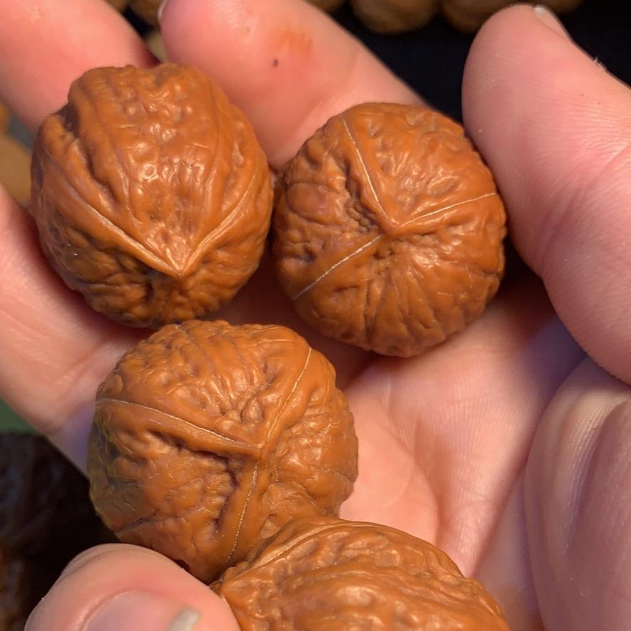 手捻儿（猷茂小核桃）