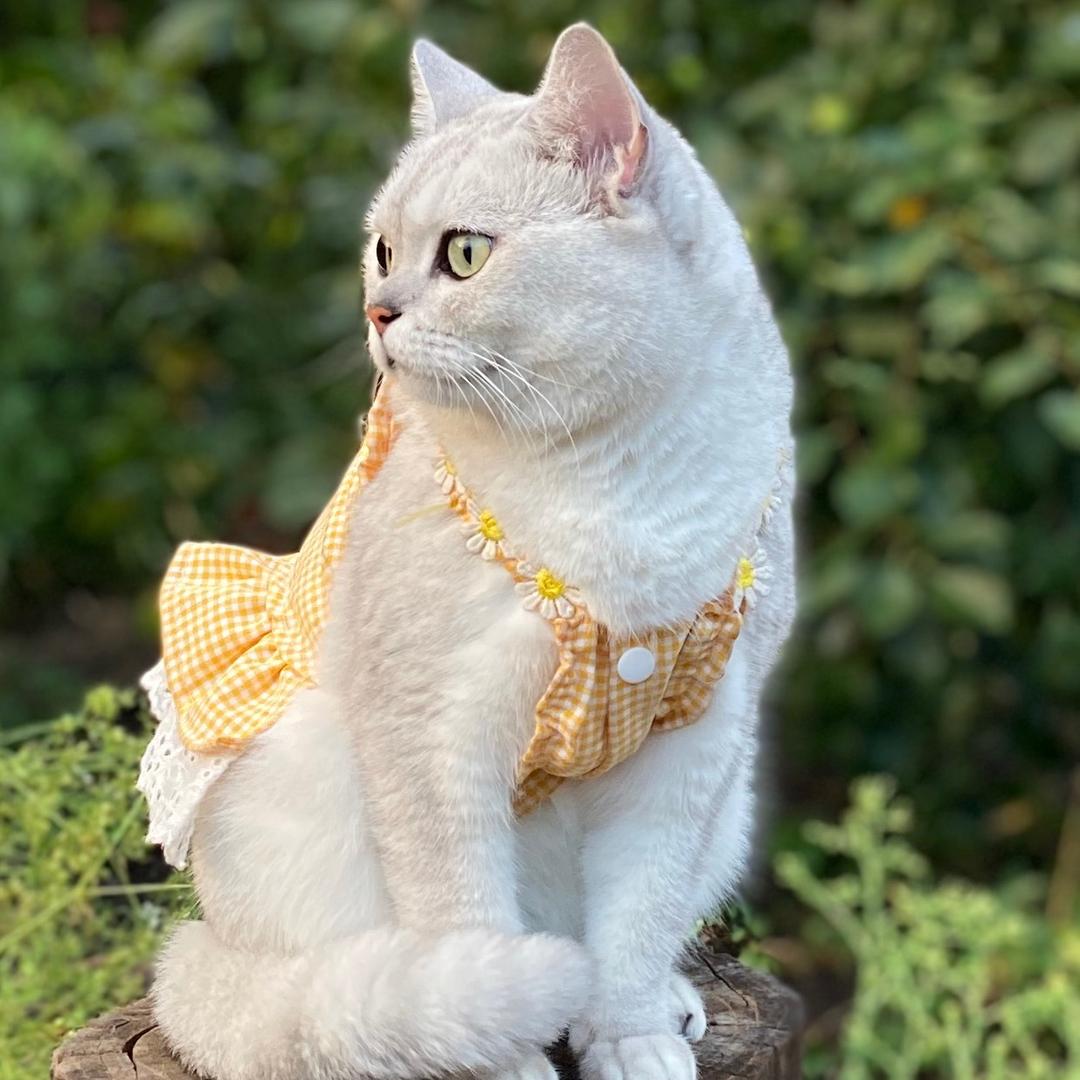 喵喵主子🐱