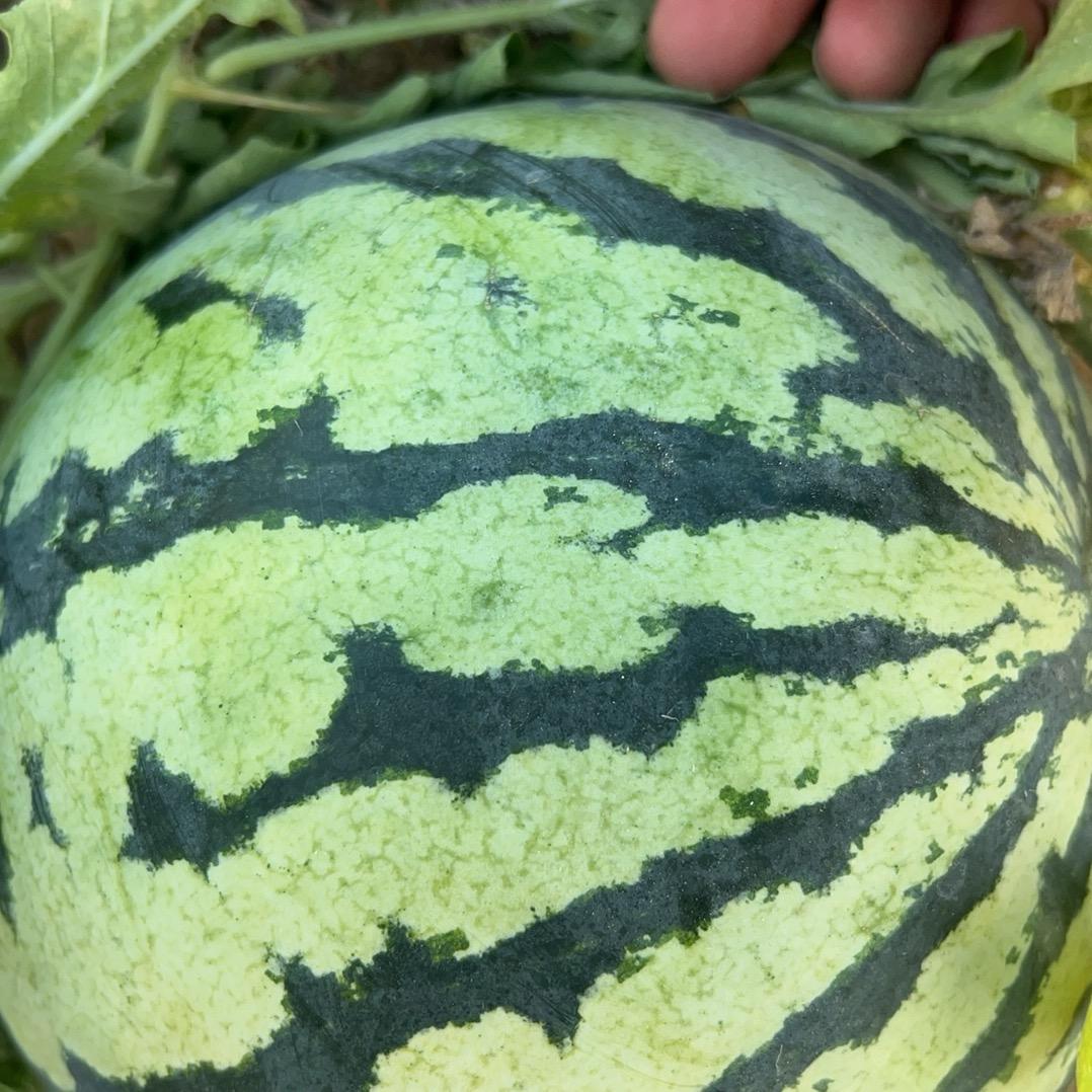 西瓜来了