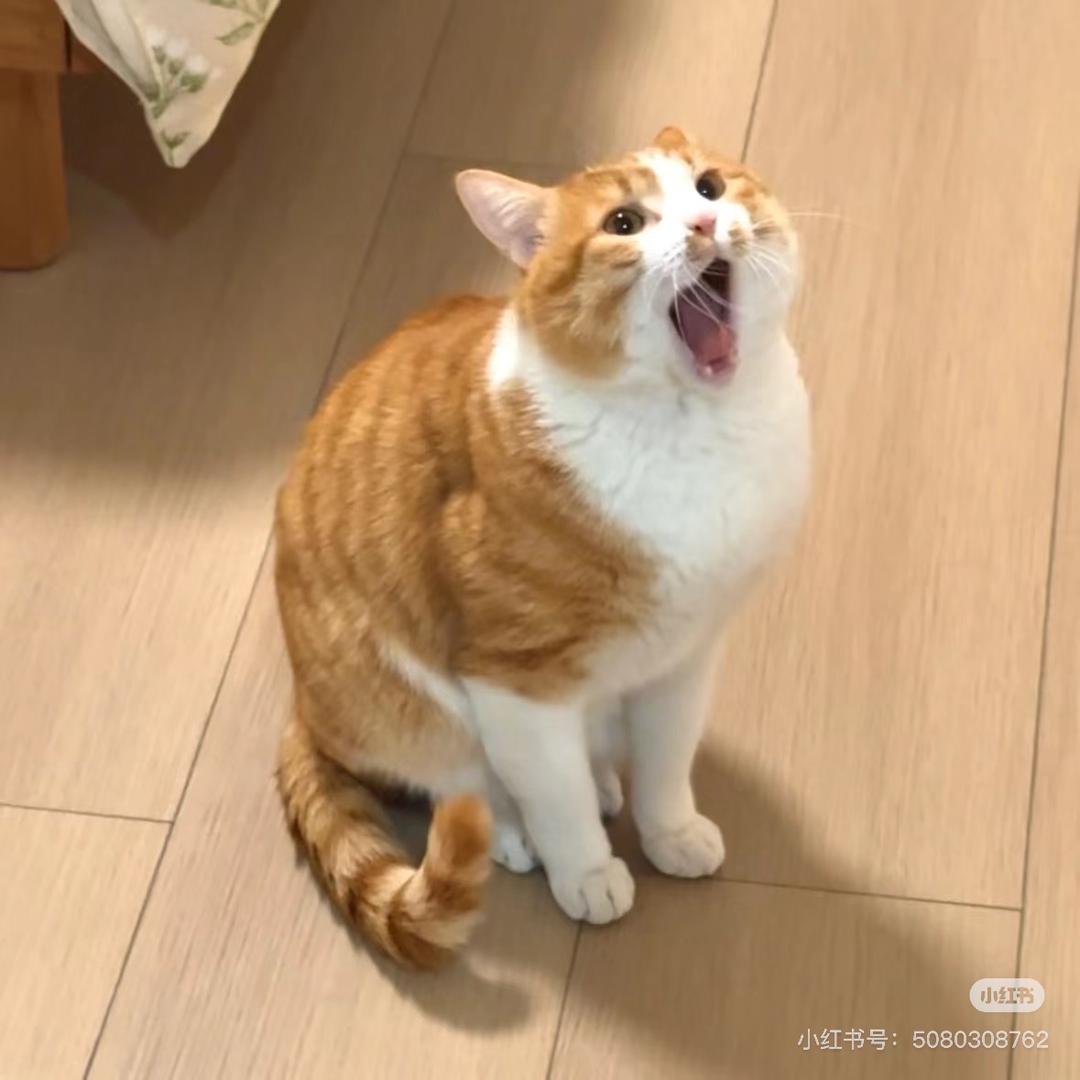hihi.