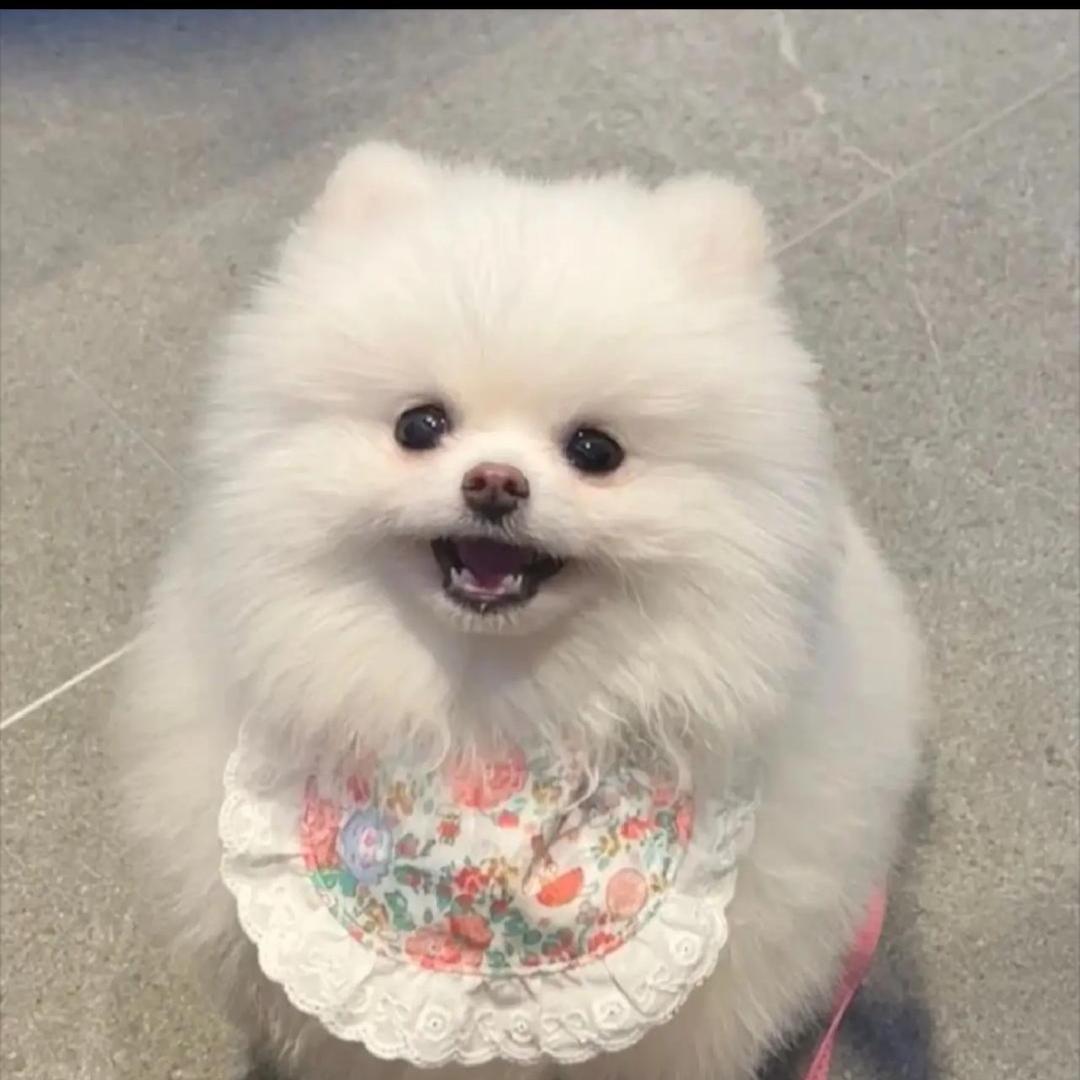 可爱多多