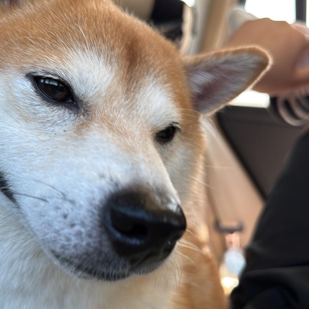 此爱不可