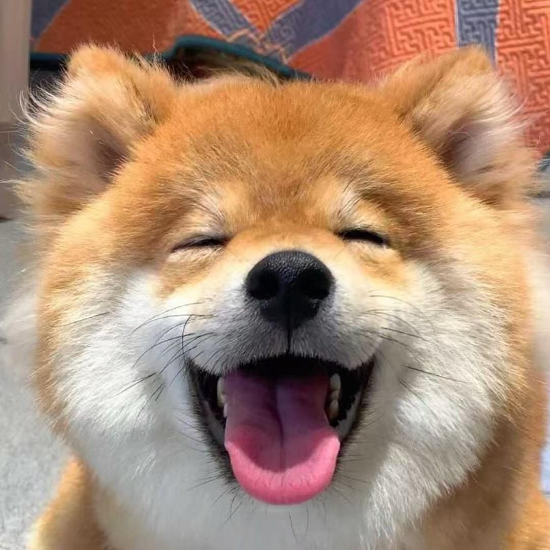 小七萌宠vlog